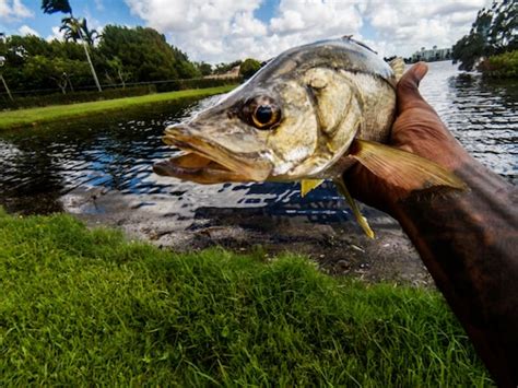 How To Catch Snook Fishing In Florida FishermansAuthority