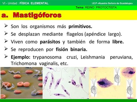 Reino Protoctista Ppt