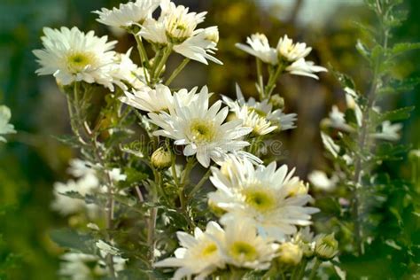 Beautiful White Chrysanthemums Stock Photo Image Of Flower Grow