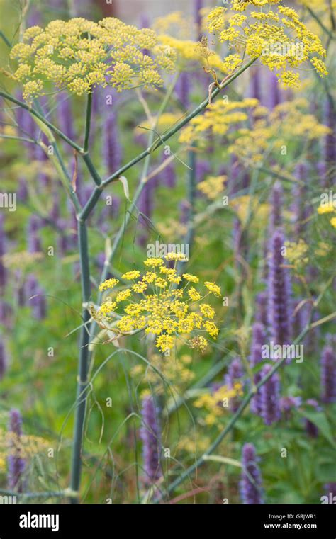 Foeniculum Vulgare Purpureum Bronze Fennel In Flower Stock Photo Alamy