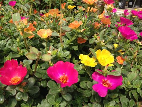 Purslane Portulaca Oleracea A Xeriscape Annual That Takes The Heat