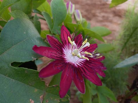 Passiflora Foetida Flowers, Stock Photo - Image of plant, petal: 253207524