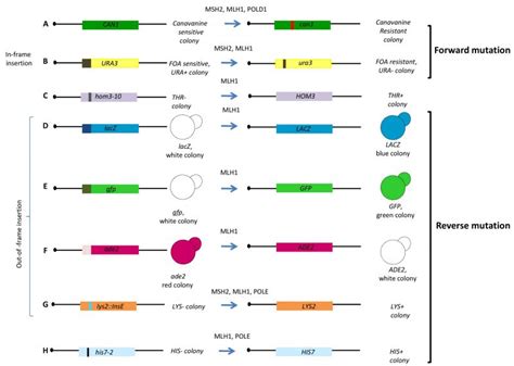 Yeast Based Assays For The Functional Characterization Of Cancer