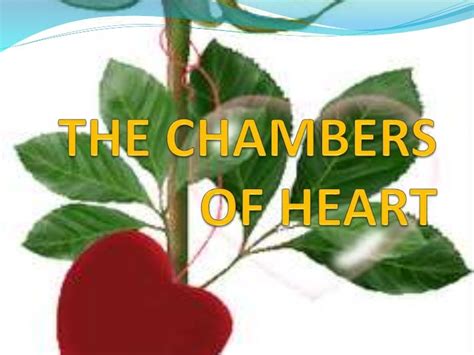 The chambers of heart