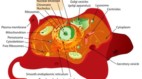 Chromatin In A Plant Cell