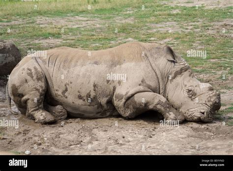 The Sleeping Rhino Stock Photo - Alamy