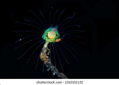 Strange Deep Sea Creatures Stock Photo 1265101132 | Shutterstock