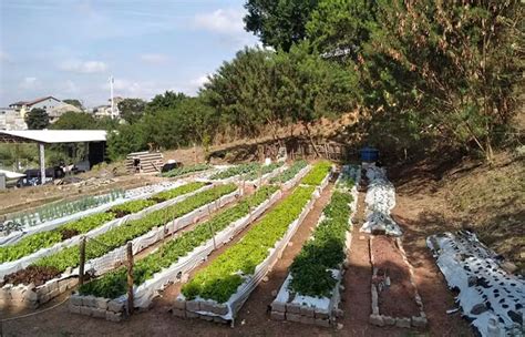 O que se planta se colhe os múltiplos benefícios da agricultura urbana