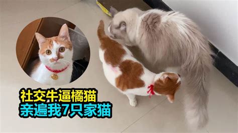 社交牛逼橘猫去新家过年 几分钟亲遍7只猫 主人走时它却手足无措搞笑萌宠好看视频