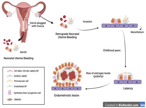 Biomedicines Free Full Text The Emerging Role Of Menstrual Blood