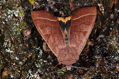 Bestellen - Große Wintereule (Orbona fragariae) in freier Wildbahn ...