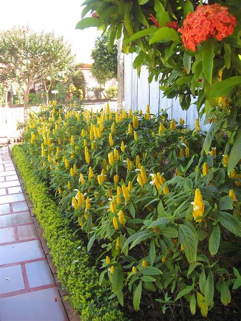 Camarão amarelo como cultivar a planta que mais atrai beija flores