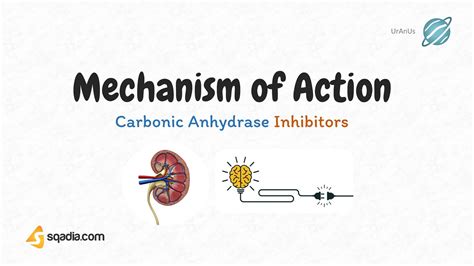 Carbonic Anhydrase Inhibitors - Mechanism of Action