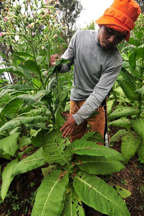 Merawat Tanaman Tembakau Antara Foto