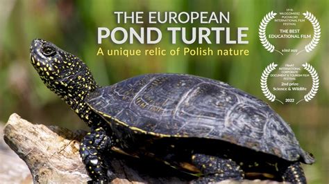 The European Pond Turtle A Unique Relic Of Polish Nature Youtube