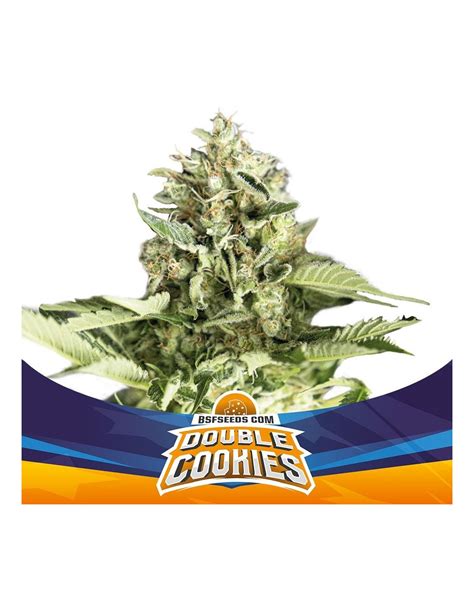 Double Cookies Auto Bsf Seeds Autoflowering Seeds