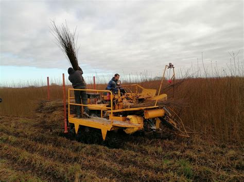 Musgrove Willows Somerset Willow Growers And Suppliers Willow Weaving