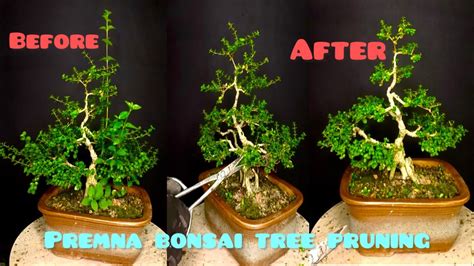 Pruning Premna Microphylla How To Prune Your Bonsai Tree Easy