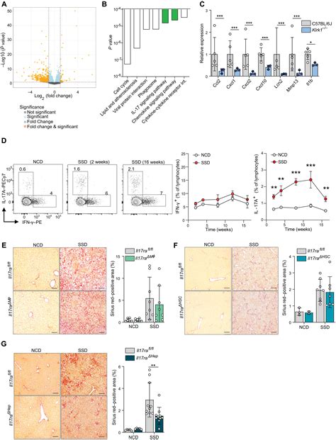 NKG2D Mediated Detection Of Metabolically Stressed Hepatocytes By