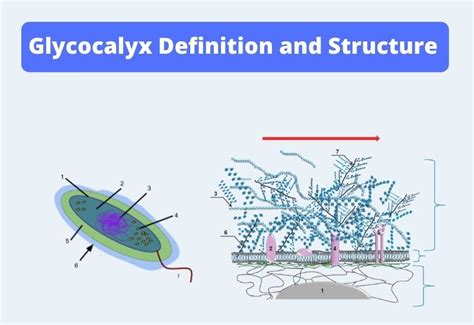 Glycocalyx - Definition, Composition, Types, Functions. - Biology Notes ...