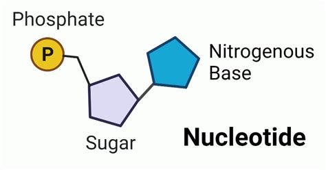 Nucleotide Structure Diagram Boncs Dna Structure Nucleotides