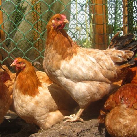 Полтавская Глинястая – BIOFARM