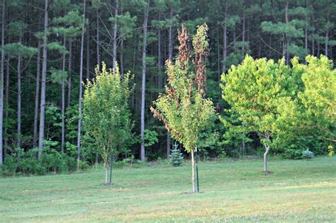 Gardening in the Heart of Virginia: Fire Blight in Pear Trees