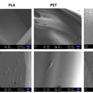 Sem Images Of D Printed Pla Pet And Pcl Scaffolds Seeded With Hdfs