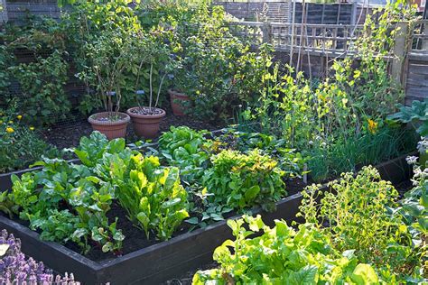 Moestuin Aanleggen De 5 Beste Tips Voor Beginners Gardeners World