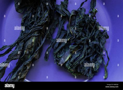 purple laver seaweed  res stock photography  images alamy