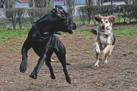 Teaching Polite Play - IAABC FOUNDATION JOURNAL