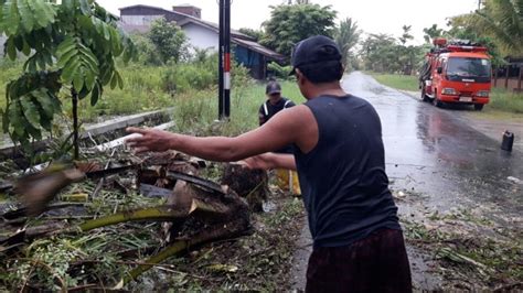 Pohon Sawit Berukuran Besar Tumbang Akses Jalan Warga Sempat Terganggu