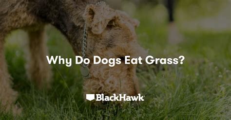 Why Do Dogs Eat Grass Black Hawk Black Hawk