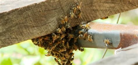 Es Registra Aumento De Mortes Por Picadas De Abelhas Saiba Como Evitar