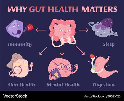 Why Gut Health Matters Scientific Poster Vector Image