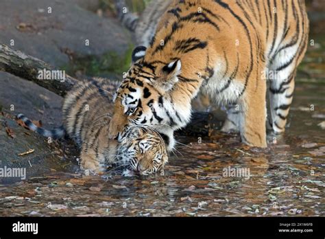 young tiger playing   water    tree trunk siberian tiger