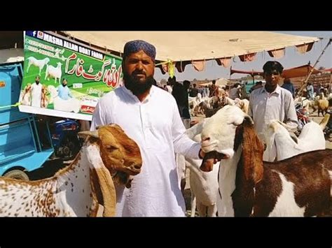 Mashallah Goats Farm Dera Ghazi Khan Ki Mandi Ka Vizat Khassi Bakro