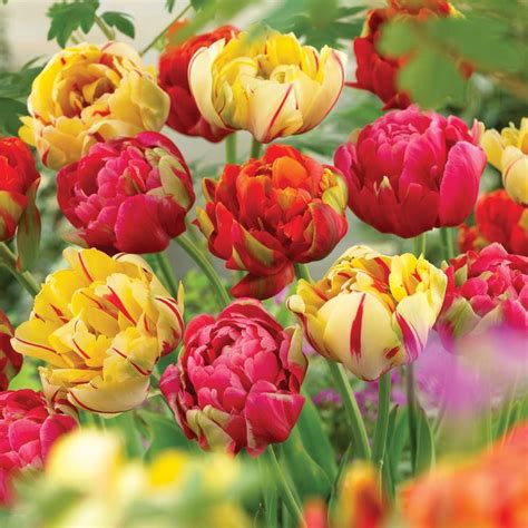 Perfect Containers Beds Borders 32 Bulbs Tulip Parrot Mixed Hardy