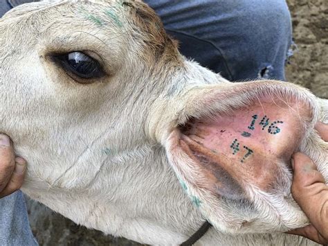 Pinza Tatuadora Para Bovinos D Gitos Croper