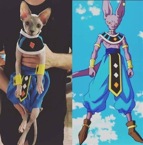 Beerus, The God of Destruction cosplay | Odd Stuff Magazine