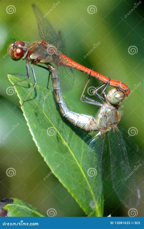 Mating Dragonflies Stock Image Image Of Wildlife Closeup