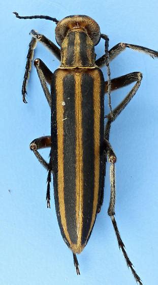 Epicauta Vittata Striped Blister Beetle Epicauta Vittata BugGuide Net