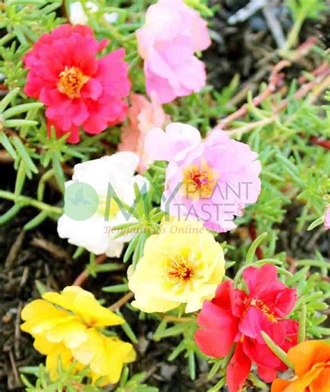 Moss Rose Portulaca Myplantmytaste