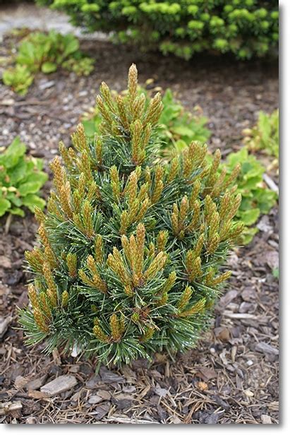 Pinus Aristata Silver Boy 12221524988 Oficjalne