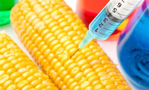 Quais Alimentos São Transgênicos