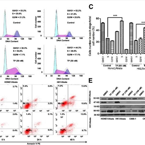 Tp Arrests Cell Cycles And Induces Apoptosis In Ebv Positive Npc Cells