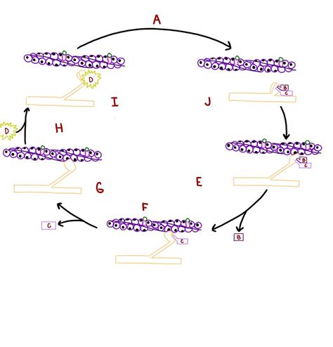 maybe the sliding filament theory of muscle contraction Diagram | Quizlet