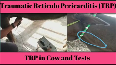 Traumatic Reticulo Pericarditis In Cow Tests For TRP Dr Muhammad