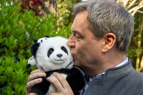 13 Animaux Ayant Presque Autant De Malchance Que Le Panda Taffy L