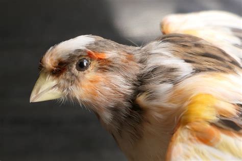 Domesticated Mounted Canary Serinus Canaria Domestica Catawiki